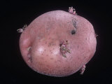 Potato with Sprouting Eyes, Solanum Tuberosum Photographic Print by Jerome Wexler