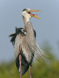 Great Blue Heron Vocalizing, Ardea Herodias, Venice Rookery, Florida, USA Photographic Print by Arthur Morris