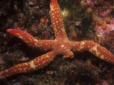 Starfish (Linckia) Regenerating an Arm, California, USA Photographic Print by Mary Wicksten