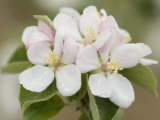 Apple Blossoms Photographic Print