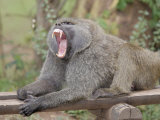 Olive Baboon Yawning (Papio Anubis) Photographic Print by Gustav W. Verderber