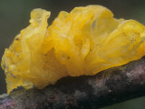 Witch's Butter Jelly Mushroom (Tremella Mesenterica), North America Photographic Print by Tom Edwards