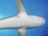Ventral View of a Silvertip Shark (Carcharhinus Albimarginatus), Myanmar Photographic Print by David Fleetham