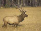 Bull Elk, Cervus Elaphus, Yellowstone National Park, Wyoming, USA Photographic Print by Adam Jones