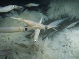 Common or Market Squid Mating with Egg Cases on the Sea Floor. (Loligo Opalescens) California, USA Reprodukcja zdjęcia autor Marty Snyderman