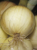 Onion Variety Walla Walla Photographic Print by Ken Lucas