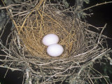 Common Ground Dove Nest with Two Eggs, Columbina Passerina, Texas, USA Photographie par Charles Melton