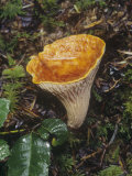Scaly Vase Chanterelle, Gomphus Floccosus, California, USA Photographic Print by Gerald & Buff Corsi