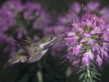 Calliope Hummingbird Nectaring at Flowers, Stellula Calliope, New Mexico, USA Photographic Print by Charles Melton