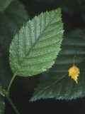 Leaf of the Sitka Alder (Alnus Sinuata), Alaska, USA Photographic Print by Walt Anderson
