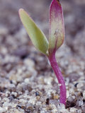 Beet Seedling, Beta Vulgaris Photographic Print by Jerome Wexler