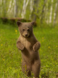 Black Bear, Ursus Americanus, Female Cub Standing Upright, North America Photographie par Jack Michanowski