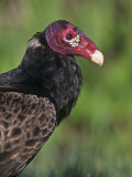 Turkey Vulture (Cathartes Aura), USA Photographie par Arthur Morris