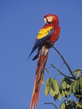 Scarlet Macaw (Ara Macao), Tikal National Park, Guatemala, Central America Photographic Print by Rick & Nora Bowers