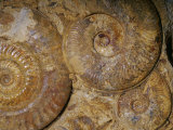 Ammonite Fossils, Triassic Period, 248-213 M.Y.A., France Photographic Print by Ken Lucas