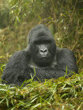 Mountain Gorilla, Gorilla Gorilla Beringei, Volcanoes National Park, Rwanda, Africa Impressão fotográfica por Joe McDonald Mountain Gorilla, Gorilla Gorilla Beringei, Volcanoes National Park, Rwanda, Africa Impressão fotográfica por Joe McDonald