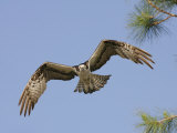 Osprey Flying (Pandion Haliaetus), Florida, USA Photographic Print by Arthur Morris
