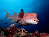 Harlequin Wrasse (Bodianus Clancheri) Galapagos Islands, Pacific Ocean Photographic Print by Reinhard Dirscherl