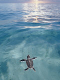 Swimming Baby Green Sea Turtle (Chelonia Mydas), Pacific Ocean, Borneo Fotografisk tryk af Reinhard Dirscherl
