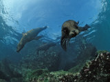 South African Fur Seals Swimming (Arctocephalus Pusillus Pusillus), South Africa Photographic Print by Reinhard Dirscherl