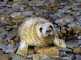 Gray Seal Pup (Halichoerus Grypus), Orkney Islands, Scotland, Uk Photographic Print by David Fleetham