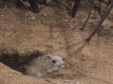 Bannertail Kangaroo Rat at its Burrow Opening, Dipodomys Spectabilis, Arizona, USA Lámina fotográfica por Joe McDonald Bannertail Kangaroo Rat at its Burrow Opening, Dipodomys Spectabilis, Arizona, USA Lámina fotográfica por Joe McDonald