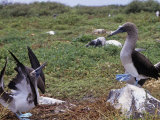 Blue Footed Booby Courtship Display, Sula Nebouxi, Hood Island, Galapagos Photographie par Gerald & Buff Corsi