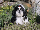 Shih Tzu Variety of a Toy Domestic Dog Photographic Print by Cheryl Ertelt