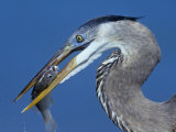Close-Up View of a Great Blue Heron Head with a Fish in its Bill, Usa., Ardea Herodias Photographic Print by Arthur Morris