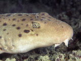 Ocellated Epaulette Shark Head (Hemiscyllium Ocellatum), Great Barrier Reef, Australia Photographie par David Fleetham