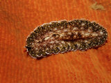 Flatworm (Plathelminthes), Pacific Ocean, Panglao Island Photographic Print by Reinhard Dirscherl