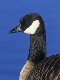 Lesser Canada Goose Head, Branta Canadensis Parvipes, Alaska, USA Photographic Print by Arthur Morris