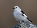 Snow Bunting, Plectrophenax Nivalis, Manitoba, Canada Photographie par Arthur Morris