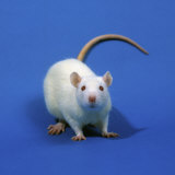 White Laboratory Rat, Sprague Dawley Variety, a Common Laboratory Animal (Rattus) Photographie par Nigel Cattlin