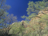 Cottonwood Trees, Populus, in the Spring, Zion National Park, Utah, USA Lámina fotográfica por Adam Jones Cottonwood Trees, Populus, in the Spring, Zion National Park, Utah, USA Lámina fotográfica por Adam Jones