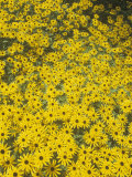 Black-Eyed Susans, Rudbeckia Fulgida Deamii, Asteraceae, North America Photographie par David Cavagnaro