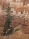 Douglas Fir, Pseudotsuga Menziesii, Bryce Canyon National Park, Utah, USA Photographic Print by Doug Sokell