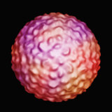 Dengue Virus Fotografisk trykk av Tim Baker Dengue Virus Fotografisk trykk av Tim Baker