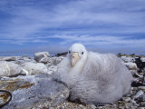 Giant Petrel Chick, Macronectes Giganteus, Falkland Islands Photographic Print by Joe McDonald