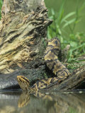 Cottonmouth Snake Entering Water, Agkistrodon Piscivorus, Southern USA Photographic Print by Joe McDonald