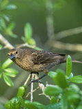 Female Brown-Headed Cowbird (Molothrus Ater), North America Photographie par Steve Maslowski