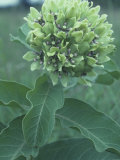 Green-Flowered Milkweed (Ascelpias Viridis), North America Photographie par Richard Thom