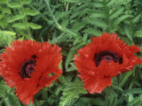 Oriental Poppy (Papaver Orientale), Turkenlouis Variety Photographic Print by Wally Eberhart