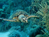 Hawksbill Sea Turtle, Eretmochelys Imbricata, Martinique, French West Indies, Caribbean Sea Photographic Print by Reinhard Dirscherl
