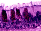 Pseudostratified Epithelium with Goblet Cells in the Trachea, Pas Stain Photographic Print by Robert Calentine