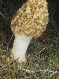 Morel Mushroom, Morchella Crassipes, Ascomycetes, North America Photographic Print by Ken Wagner