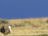 Male Greater Sage Grouse (Centrocercus Urophasianus) Mating Display on Lek, Wyoming, USA Photographic Print by Tom Walker