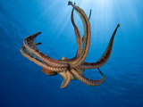 Suckers are Visible on This Eight-Armed Cephalopod Day Octopus (Octopus Cyanea), Hawaii, USA Lámina fotográfica por David Fleetham Suckers are Visible on This Eight-Armed Cephalopod Day Octopus (Octopus Cyanea), Hawaii, USA Lámina fotográfica por David Fleetham
