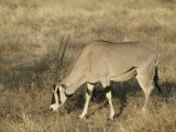 Oryx Grazing, Oryx Gaxella, Sambura, Kenya, Africa Photographic Print by Arthur Morris