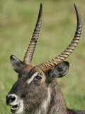 Defassa Waterbuck Head View While Chewing, Kobus Ellipsiprymnus Defassa, Lake Nakuru, Kenya, Africa Photographic Print by Arthur Morris